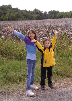 Cotton fields near Shirley Plantation.