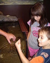 Virginia Living Museum