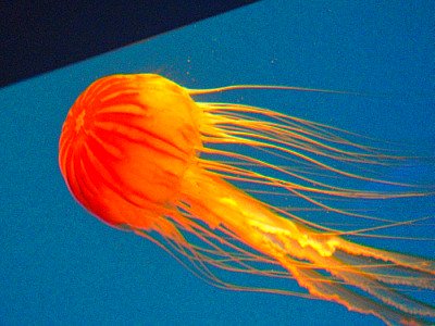 Baltimore Aquarium