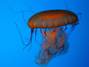 Baltimore Aquarium